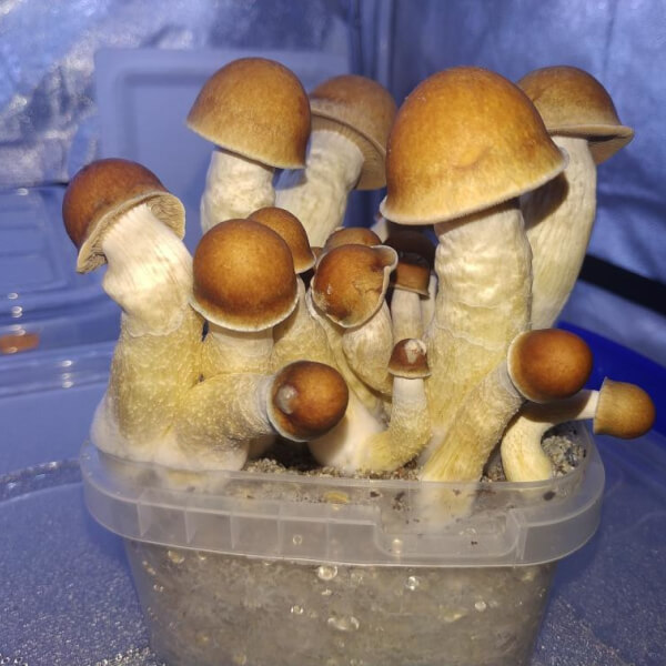 Penis Envy magic mushroom Growkit