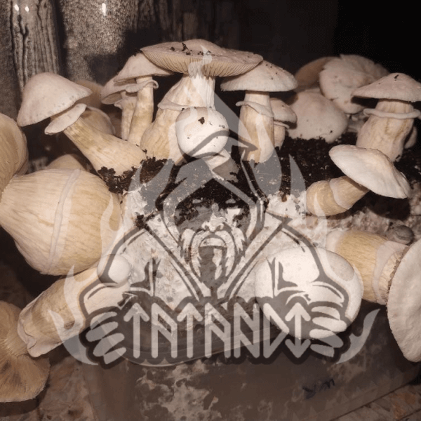 White Rabbit Magic Mushroom Grow Cake - Tatandi