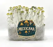 Pan de setas alucinógenas Mexicanas