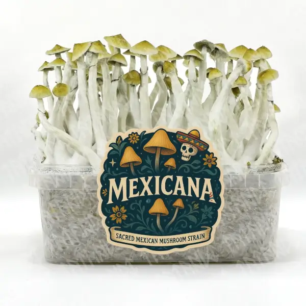 Kit de champignons magiques Mexicains