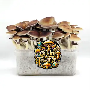 Golden Teacher magic mushroom GrowKit - Tatandi
