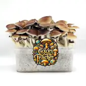 Kit de champignons magiques Golden Teacher