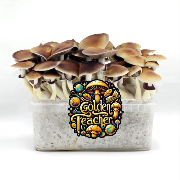 Pan de setas alucinógenas Golden Teacher - Tatandi