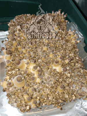 Kit de champignons magiques B+ - Tatandi