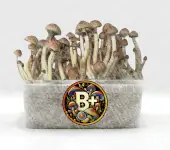 B+ Magic mushrooms Growkit