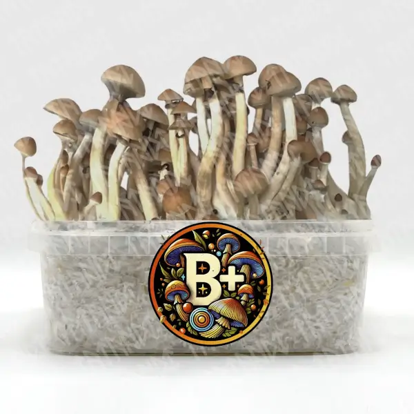 B+ Magic mushrooms Growkit