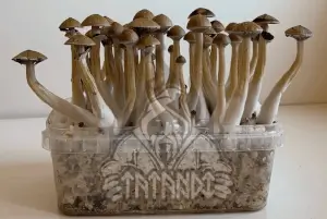 Thai Pink Buffalo magic mushroom Growkit