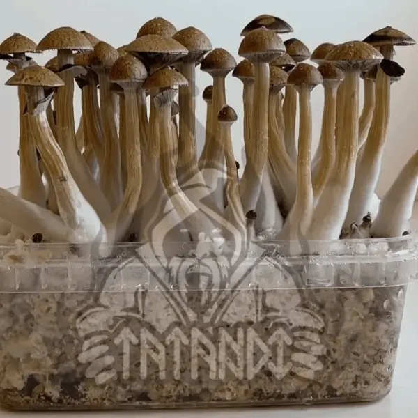 Kit de champignons magiques Thai Pink Buffalo