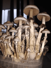 Rusty White magic mushroom kit - Tatandi
