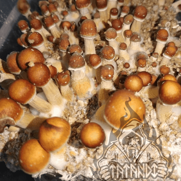 Brasil Magic Mushroom Growkit
