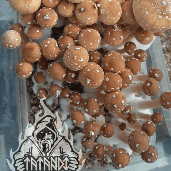 Red Boy magic mushroom Growkit - Tatandi