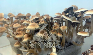 McKennaii Magic Mushroom Growkit - Tatandi