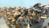 McKennaii Magic Mushroom Growkit