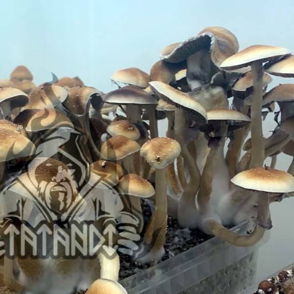 McKennaii Magic Mushroom Growkit