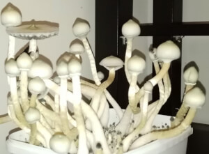 Treasure Coast Albino magic mushroom Growkit - Tatandi