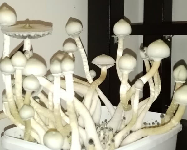 Pan de setas alucinógenas Treasure Coast Albino