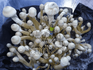 Kit de champignons magiques Tatandi Leucistic - Tatandi
