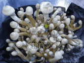 Pan de setas alucinógenas Leucistic - Tatandi