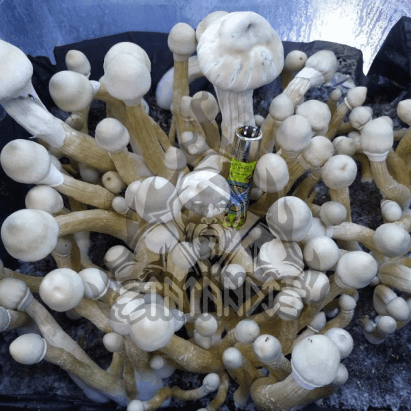 Pan de setas alucinógenas Leucistic - Tatandi