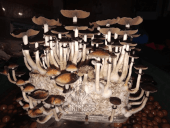 Ecuador magic mushroom Growkit