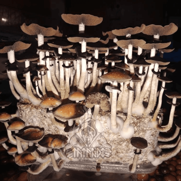 Ecuador magic mushroom Growkit