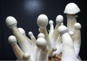 Moby Dick Magic Mushrooms Growkit - Tatandi