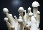 Moby Dick magic mushroom Growkit