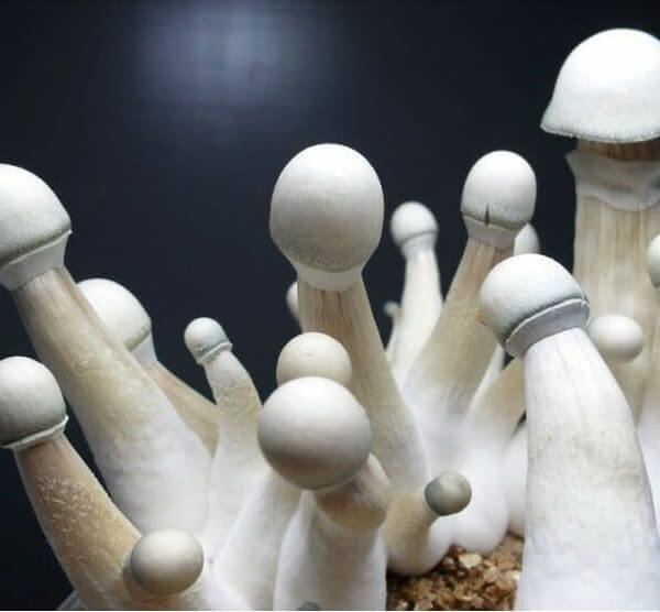 Moby Dick magic mushroom Growkit