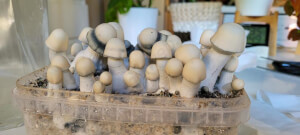 Yeti magic mushroom Growkit - Tatandi