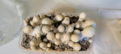 Yeti magic mushroom Growkit