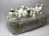 Yeti magic mushroom Growkit