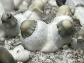 Yeti magic mushroom Growkit