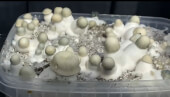 Yeti magic mushroom Growkit