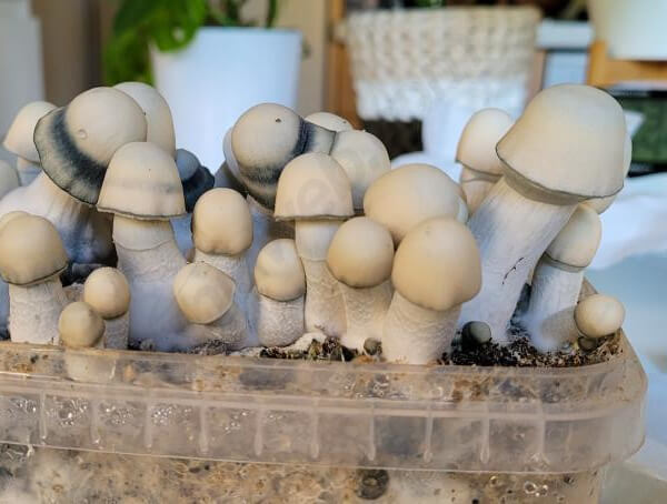 Yeti magic mushroom Growkit