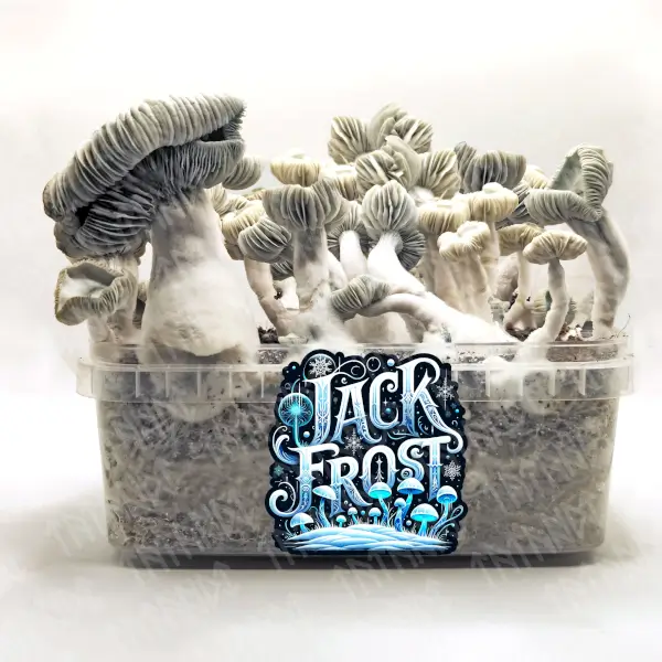 Jack Frost Magic Mushroom Growkit - Tatandi