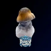 Bluey Vuitton Magic Mushroom Grow Kit