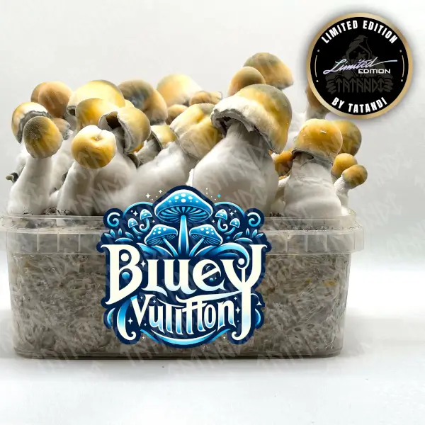 Kit de champignons magiques Bluey Vuitton - Tatandi