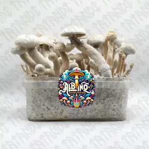 Pan de setas alucinógenas Albino Golden Teacher - Tatandi
