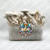 Albino Golden Teacher Magic Mushroom Growkit
