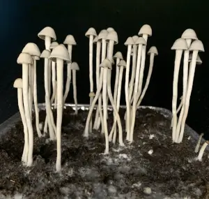 Panaeolus Cyanescens Magic Mushroom Growkit - Tatandi