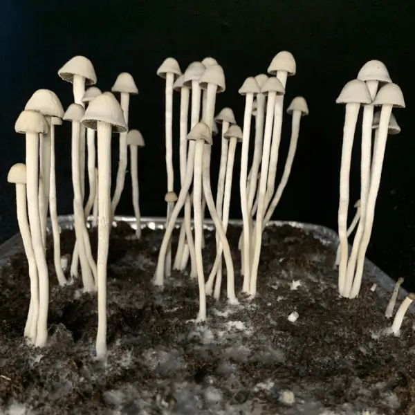 Panaeolus Cyanescens Magic Mushroom Growkit