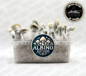 Albino Bluey Vuitton Magic Mushroom GrowKit - Tatandi