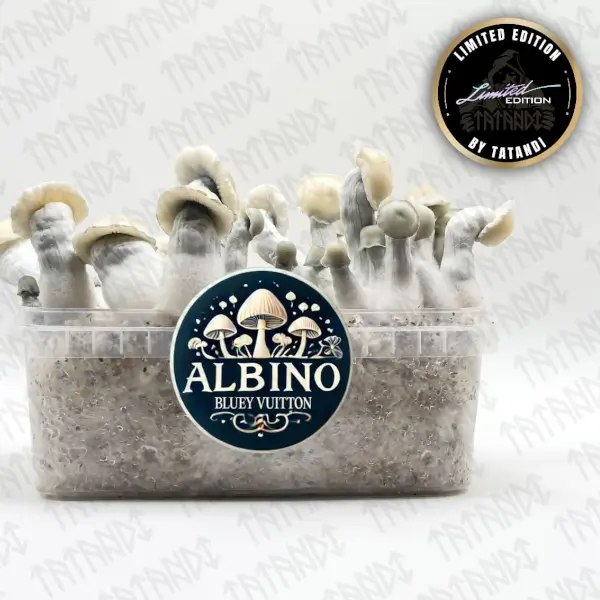 Pan de setas alucinógenas Albino Bluey Vuitton - Tatandi