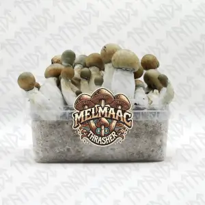 Melmac Trasher magic mushroom Growkit - Tatandi