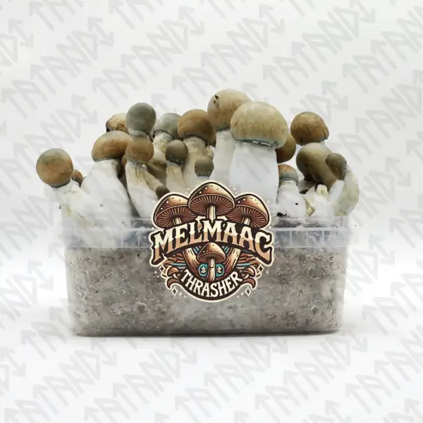 Kit de champignons magiques Melmac Trasher - Tatandi