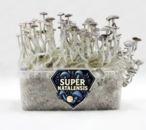 Super Natalensis Magic Mushroom Growkit
