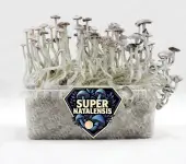 Super Natalensis Magic Mushroom Growkit