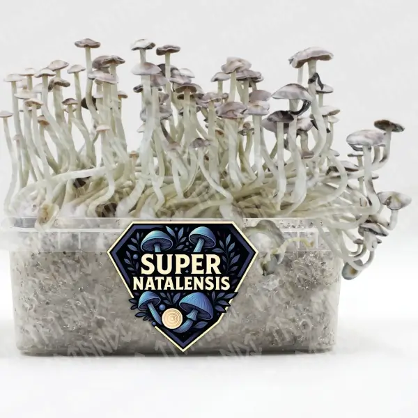 Kit de champignons magiques Super Natalensis