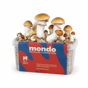 Kit de champignons magiques Hillbilly Pumpkin