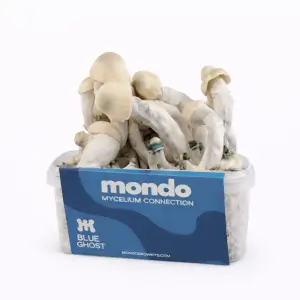 Kit de champignons magiques Blue Ghost